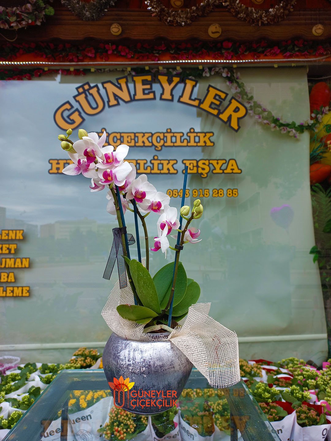 Beyaz Mini Orkide Çift Dal 